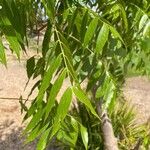 Azadirachta indica برگ