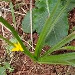 Hypoxis decumbens Feuille