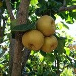 Pyrus pyrifolia Fruit