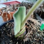 Haemanthus humilis Leaf