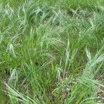 Bromus tectorum Облик