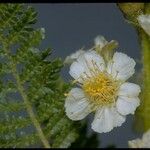 Chamaebatiaria millefolium Цветок