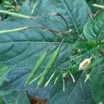 Impatiens auricoma Ffrwyth