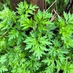 Artemisia verlotiorum Leaf