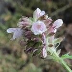 Cedronella canariensis Blüte