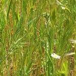 Triticum monococcum 葉