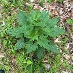 Arnoglossum atriplicifolium Hoja