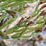 Limonium articulatum Blatt