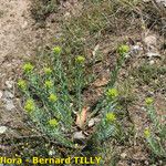 Euphorbia seguieriana Hábito