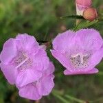 Agalinis purpurea Blüte
