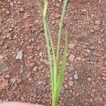 Sisyrinchium rosulatum Leaf