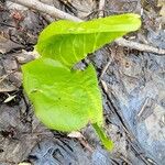 Symplocarpus foetidus Leaf