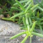 Spergularia rupicola Leaf