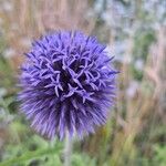 Echinops bannaticus പുഷ്പം