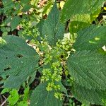 Laportea canadensis Flor