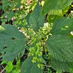 Laportea canadensis Blomma