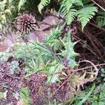 Echinops hoehnelii Leaf