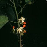 Sloanea parviflora Fruit