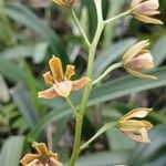 Prosthechea livida Çiçek