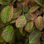 Episcia cupreata Leaf