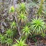 Dracophyllum verticillatum ᱛᱟᱦᱮᱸ