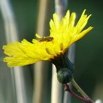 Sonchus arvensis Floare