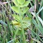 Sium latifolium Folha