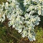 Euphorbia marginata पत्ता