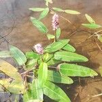 Persicaria amphibia Blüte