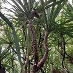 Pandanus tectorius Blad