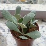 Kalanchoe pumila Hoja