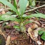 Catasetum maculatum Φύλλο