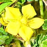 Potentilla incana Blomma