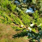 Juniperus sabina Liść