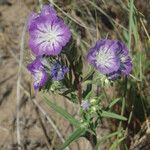 Phacelia linearis 整株植物