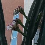 Cereus hexagonus Virág