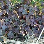 Oxalis corniculata ഇല