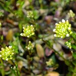 Arabis alpina Çiçek