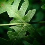 Pteris linearis Leaf