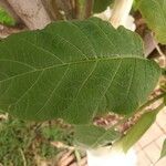 Brugmansia suaveolens Lehti