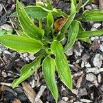 Hosta sieboldii Folla