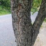Quercus suber Cortiza