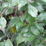 Solanum phoxocarpum 葉