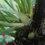 Prosthechea fragrans Foglia