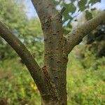 Populus × canescens Кара