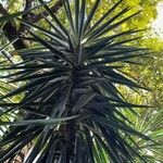 Yucca aloifolia Folha