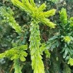 Acacia paradoxa Yaprak