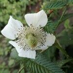 Rubus illecebrosus Blomst