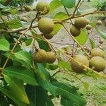 Dimocarpus longan Frucht