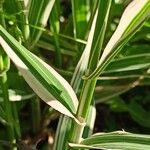 Phalaris arundinacea Blatt